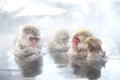 Macaca fuscata take a hot spring bath