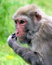 Macaca irus, commonly called the Java Monkey, Crab-eating Macaque, Cynomolgus Monkey, Longtail Monkey, etc. Royalty Free Stock Photo