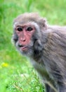 Macaca irus, commonly called the Java Monkey, Crab-eating Macaque, Cynomolgus Monkey, Longtail Monkey, etc. Royalty Free Stock Photo