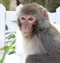 Macaca mulatta Royalty Free Stock Photo