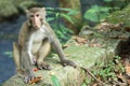 Macaca mulatta