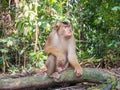 Macaca nemestrina in Bukit Lawang, Indonesia. The southern pig-tailed macaque (Macaca nemestrina) can be found in Thailand, Malay Royalty Free Stock Photo