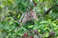 Macaca nemestrina. Wild monkey