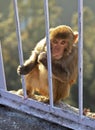 Macaca Radianta Monkey Vaishno Devi India Royalty Free Stock Photo