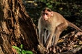 (macaca radiata) A monkey stands near a tree Royalty Free Stock Photo
