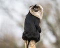 Macaca silenus, bearded monkey on a branch Royalty Free Stock Photo