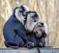 Macaca silenus, bearded monkey on a branch Royalty Free Stock Photo