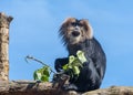 Macaca silenus, Lion-tailed macaque, the wanderoo Royalty Free Stock Photo