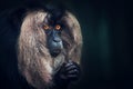 Macaca silenus looks thoughtfully at each other in a dark background Royalty Free Stock Photo