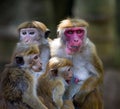 Macaca Sinica monkeys from Sri Lanka