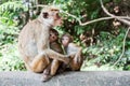 Macaca sinica on the rocks of the Golden Temple, Dambulla. Royalty Free Stock Photo