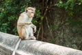 Macaca sinica on the rocks of the Golden Temple, Dambulla. Royalty Free Stock Photo