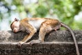 Macaca sinica on the rocks of the Golden Temple, Dambulla. Royalty Free Stock Photo