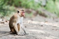 Macaca sinica on the rocks of the Golden Temple, Dambulla. Royalty Free Stock Photo