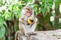 Macaca sinica on the rocks of the Golden Temple, Dambulla. Royalty Free Stock Photo