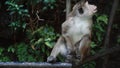 Macaca sinica toque. Wild monkey sitting in jungle in Sri Lanka