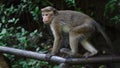 Macaca sinica toque. Young wild monkeys in rainforest in Sri Lanka