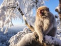 Macaca thibetana at emei