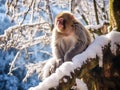 Macaca thibetana at emei