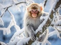 Macaca thibetana at emei