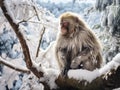 Macaca thibetana at emei