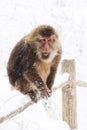 Macaca thibetana at Mt. emei