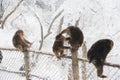 Macaca thibetana at Mt. emei Royalty Free Stock Photo