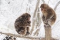 Macaca thibetana at Mt. emei Royalty Free Stock Photo