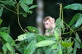 Macaco monkey baby in the natural forest, animal in nature