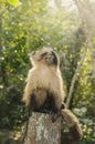 Macaco Prego, Brazil Royalty Free Stock Photo