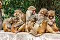 Macacus monkeys living in the Swayambu Nath Temple, Kathmandu, N