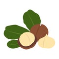 Macadamia nut in shell and peeled.