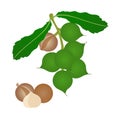 Macadamia branch with green fruits and ripe nuts on a white background.