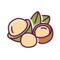 Macadamia color line icon. Nuts in the shell and with leaves. Pictogram for web page, mobile app, promo. UI UX GUI design element