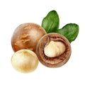 Macadamia composition watercolor isolated on white background