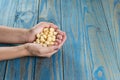 Macadamia. Female hand holding macadamias leaning on blue pinus background Royalty Free Stock Photo