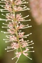 Macadamia flower