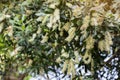 Macadamia flower blossom on tree