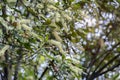 Macadamia flower blossom on tree