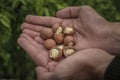 Macadamia in the hands of farmers