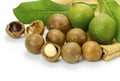 Macadamia in husk and shell