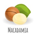 Macadamia icon, cartoon style