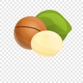 Macadamia icon, cartoon style