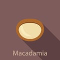 Macadamia icon, flat style