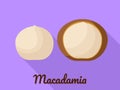 Macadamia icon, flat style