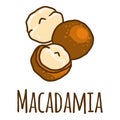 Macadamia icon, hand drawn style