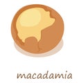 Macadamia icon, isometric 3d style