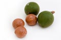 Macadamia Nut