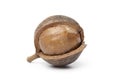 Macadamia nut in a broken shell Royalty Free Stock Photo
