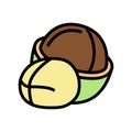 macadamia nut color icon vector illustration